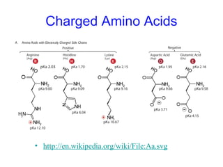 Charged Amino Acids
• http://en.wikipedia.org/wiki/File:Aa.svg
 