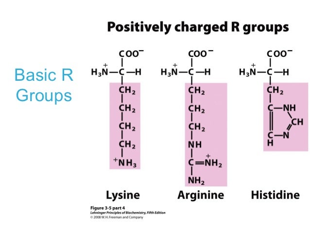 amino asid peptides and proteins amino asid peptides and proteins