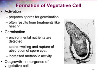 103
Formation of Vegetative Cell
• Activation
– prepares spores for germination
– often results from treatments like
heating
• Germination
– environmental nutrients are
detected
– spore swelling and rupture of
absorption of spore coat
– increased metabolic activity
• Outgrowth - emergence of
vegetative cell
 