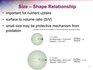 11
Size – Shape Relationship
• important for nutrient uptake
• surface to volume ratio (S/V)
• small size may be protective mechanism from
predation
 