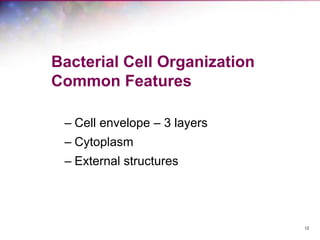 12
Bacterial Cell Organization
Common Features
– Cell envelope – 3 layers
– Cytoplasm
– External structures
 