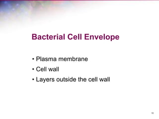 15
Bacterial Cell Envelope
• Plasma membrane
• Cell wall
• Layers outside the cell wall
 