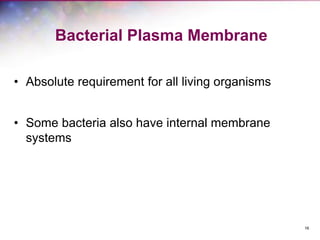 16
Bacterial Plasma Membrane
• Absolute requirement for all living organisms
• Some bacteria also have internal membrane
systems
 