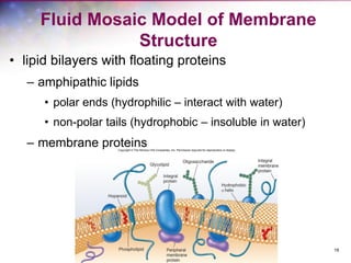18
Fluid Mosaic Model of Membrane
Structure
• lipid bilayers with floating proteins
– amphipathic lipids
• polar ends (hydrophilic – interact with water)
• non-polar tails (hydrophobic – insoluble in water)
– membrane proteins
 