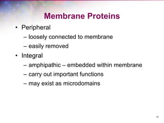 19
Membrane Proteins
• Peripheral
– loosely connected to membrane
– easily removed
• Integral
– amphipathic – embedded within membrane
– carry out important functions
– may exist as microdomains
 