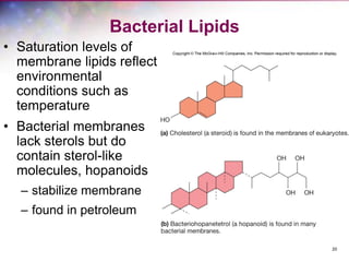 20
Bacterial Lipids
• Saturation levels of
membrane lipids reflect
environmental
conditions such as
temperature
• Bacterial membranes
lack sterols but do
contain sterol-like
molecules, hopanoids
– stabilize membrane
– found in petroleum
 