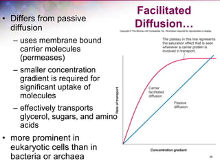 28
Facilitated
Diffusion…
• Differs from passive
diffusion
– uses membrane bound
carrier molecules
(permeases)
– smaller concentration
gradient is required for
significant uptake of
molecules
– effectively transports
glycerol, sugars, and amino
acids
• more prominent in
eukaryotic cells than in
bacteria or archaea
 