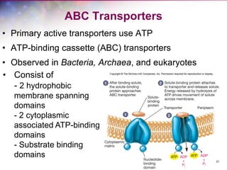 31
ABC Transporters
• Primary active transporters use ATP
• ATP-binding cassette (ABC) transporters
• Observed in Bacteria, Archaea, and eukaryotes
• Consist of
- 2 hydrophobic
membrane spanning
domains
- 2 cytoplasmic
associated ATP-binding
domains
- Substrate binding
domains
 