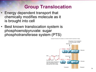 34
Group Translocation
• Energy dependent transport that
chemically modifies molecule as it
is brought into cell
• Best known translocation system is
phosphoenolpyruvate: sugar
phosphotransferase system (PTS)
 