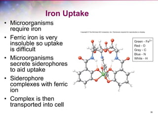 36
Iron Uptake
• Microorganisms
require iron
• Ferric iron is very
insoluble so uptake
is difficult
• Microorganisms
secrete siderophores
to aid uptake
• Siderophore
complexes with ferric
ion
• Complex is then
transported into cell
 