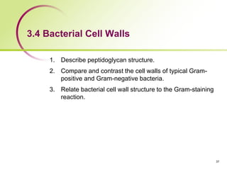 3.4 Bacterial Cell Walls
1. Describe peptidoglycan structure.
2. Compare and contrast the cell walls of typical Gram-
positive and Gram-negative bacteria.
3. Relate bacterial cell wall structure to the Gram-staining
reaction.
37
 