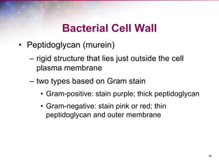 38
Bacterial Cell Wall
• Peptidoglycan (murein)
– rigid structure that lies just outside the cell
plasma membrane
– two types based on Gram stain
• Gram-positive: stain purple; thick peptidoglycan
• Gram-negative: stain pink or red; thin
peptidoglycan and outer membrane
 