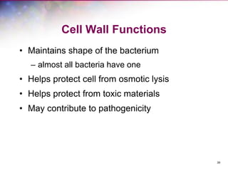 39
Cell Wall Functions
• Maintains shape of the bacterium
– almost all bacteria have one
• Helps protect cell from osmotic lysis
• Helps protect from toxic materials
• May contribute to pathogenicity
 