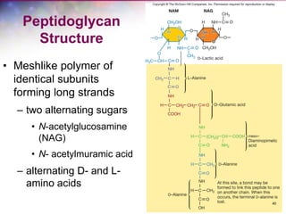 40
Peptidoglycan
Structure
• Meshlike polymer of
identical subunits
forming long strands
– two alternating sugars
• N-acetylglucosamine
(NAG)
• N- acetylmuramic acid
– alternating D- and L-
amino acids
 
