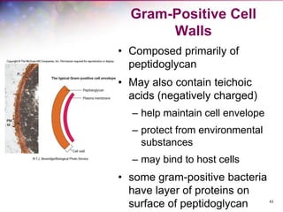 43
Gram-Positive Cell
Walls
• Composed primarily of
peptidoglycan
• May also contain teichoic
acids (negatively charged)
– help maintain cell envelope
– protect from environmental
substances
– may bind to host cells
• some gram-positive bacteria
have layer of proteins on
surface of peptidoglycan
 