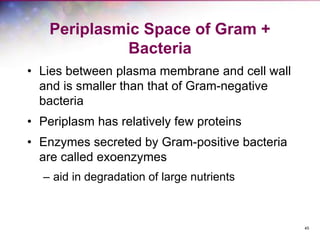 45
Periplasmic Space of Gram +
Bacteria
• Lies between plasma membrane and cell wall
and is smaller than that of Gram-negative
bacteria
• Periplasm has relatively few proteins
• Enzymes secreted by Gram-positive bacteria
are called exoenzymes
– aid in degradation of large nutrients
 