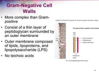 46
Gram-Negative Cell
Walls
• More complex than Gram-
positive
• Consist of a thin layer of
peptidoglycan surrounded by
an outer membrane
• Outer membrane composed
of lipids, lipoproteins, and
lipopolysaccharide (LPS)
• No teichoic acids
 