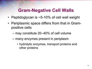 47
Gram-Negative Cell Walls
• Peptidoglycan is ~5-10% of cell wall weight
• Periplasmic space differs from that in Gram-
positive cells
– may constitute 20–40% of cell volume
– many enzymes present in periplasm
• hydrolytic enzymes, transport proteins and
other proteins
 