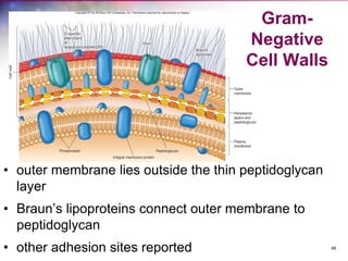 48
Gram-
Negative
Cell Walls
• outer membrane lies outside the thin peptidoglycan
layer
• Braun’s lipoproteins connect outer membrane to
peptidoglycan
• other adhesion sites reported
 