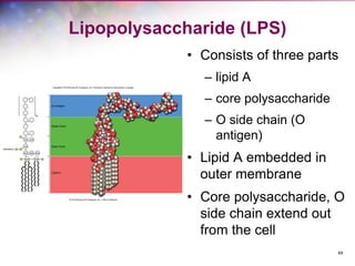 49
Lipopolysaccharide (LPS)
• Consists of three parts
– lipid A
– core polysaccharide
– O side chain (O
antigen)
• Lipid A embedded in
outer membrane
• Core polysaccharide, O
side chain extend out
from the cell
 