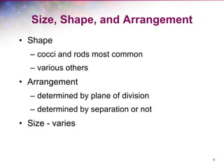 5
Size, Shape, and Arrangement
• Shape
– cocci and rods most common
– various others
• Arrangement
– determined by plane of division
– determined by separation or not
• Size - varies
 