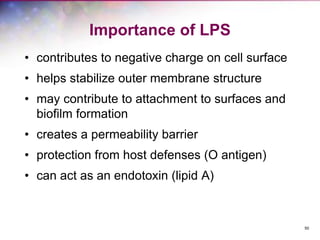 50
Importance of LPS
• contributes to negative charge on cell surface
• helps stabilize outer membrane structure
• may contribute to attachment to surfaces and
biofilm formation
• creates a permeability barrier
• protection from host defenses (O antigen)
• can act as an endotoxin (lipid A)
 