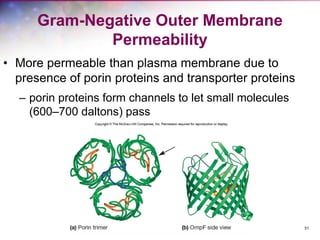 51
Gram-Negative Outer Membrane
Permeability
• More permeable than plasma membrane due to
presence of porin proteins and transporter proteins
– porin proteins form channels to let small molecules
(600–700 daltons) pass
 