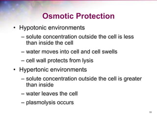 53
Osmotic Protection
• Hypotonic environments
– solute concentration outside the cell is less
than inside the cell
– water moves into cell and cell swells
– cell wall protects from lysis
• Hypertonic environments
– solute concentration outside the cell is greater
than inside
– water leaves the cell
– plasmolysis occurs
 
