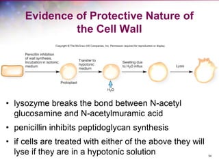 54
Evidence of Protective Nature of
the Cell Wall
• lysozyme breaks the bond between N-acetyl
glucosamine and N-acetylmuramic acid
• penicillin inhibits peptidoglycan synthesis
• if cells are treated with either of the above they will
lyse if they are in a hypotonic solution
 