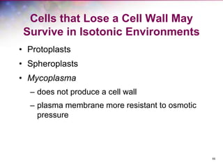 55
Cells that Lose a Cell Wall May
Survive in Isotonic Environments
• Protoplasts
• Spheroplasts
• Mycoplasma
– does not produce a cell wall
– plasma membrane more resistant to osmotic
pressure
 