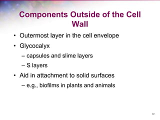 57
Components Outside of the Cell
Wall
• Outermost layer in the cell envelope
• Glycocalyx
– capsules and slime layers
– S layers
• Aid in attachment to solid surfaces
– e.g., biofilms in plants and animals
 
