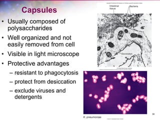 58
Capsules
• Usually composed of
polysaccharides
• Well organized and not
easily removed from cell
• Visible in light microscope
• Protective advantages
– resistant to phagocytosis
– protect from desiccation
– exclude viruses and
detergents
 
