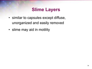 59
Slime Layers
• similar to capsules except diffuse,
unorganized and easily removed
• slime may aid in motility
 