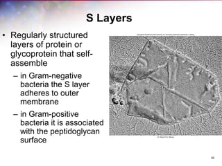 60
S Layers
• Regularly structured
layers of protein or
glycoprotein that self-
assemble
– in Gram-negative
bacteria the S layer
adheres to outer
membrane
– in Gram-positive
bacteria it is associated
with the peptidoglycan
surface
 