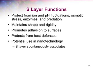 61
S Layer Functions
• Protect from ion and pH fluctuations, osmotic
stress, enzymes, and predation
• Maintains shape and rigidity
• Promotes adhesion to surfaces
• Protects from host defenses
• Potential use in nanotechnology
– S layer spontaneously associates
 