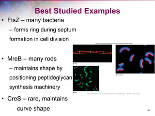 66
Best Studied Examples
• FtsZ – many bacteria
– forms ring during septum
formation in cell division
• MreB – many rods
– maintains shape by
positioning peptidoglycan
synthesis machinery
• CreS – rare, maintains
curve shape
 