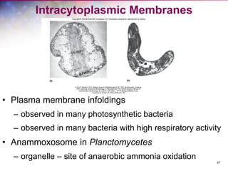 67
Intracytoplasmic Membranes
• Plasma membrane infoldings
– observed in many photosynthetic bacteria
– observed in many bacteria with high respiratory activity
• Anammoxosome in Planctomycetes
– organelle – site of anaerobic ammonia oxidation
 