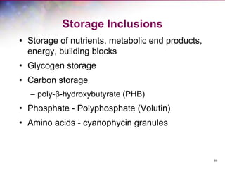 69
Storage Inclusions
• Storage of nutrients, metabolic end products,
energy, building blocks
• Glycogen storage
• Carbon storage
– poly-β-hydroxybutyrate (PHB)
• Phosphate - Polyphosphate (Volutin)
• Amino acids - cyanophycin granules
 