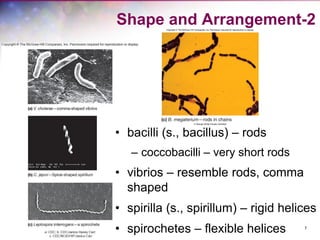 7
Shape and Arrangement-2
• bacilli (s., bacillus) – rods
– coccobacilli – very short rods
• vibrios – resemble rods, comma
shaped
• spirilla (s., spirillum) – rigid helices
• spirochetes – flexible helices
 