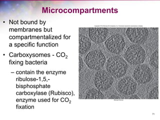 71
Microcompartments
• Not bound by
membranes but
compartmentalized for
a specific function
• Carboxysomes - CO2
fixing bacteria
– contain the enzyme
ribulose-1,5,-
bisphosphate
carboxylase (Rubisco),
enzyme used for CO2
fixation
 