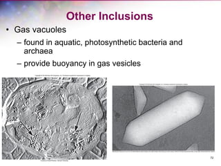 72
Other Inclusions
• Gas vacuoles
– found in aquatic, photosynthetic bacteria and
archaea
– provide buoyancy in gas vesicles
 