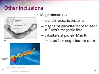 73
Other Inclusions
• Magnetosomes
– found in aquatic bacteria
– magnetite particles for orientation
in Earth’s magnetic field
– cytoskeletal protein MamK
• helps form magnetosome chain
 