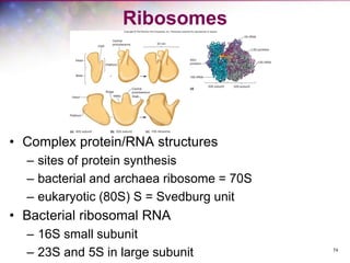 74
Ribosomes
• Complex protein/RNA structures
– sites of protein synthesis
– bacterial and archaea ribosome = 70S
– eukaryotic (80S) S = Svedburg unit
• Bacterial ribosomal RNA
– 16S small subunit
– 23S and 5S in large subunit
 