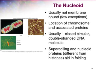 75
The Nucleoid
• Usually not membrane
bound (few exceptions)
• Location of chromosome
and associated proteins
• Usually 1 closed circular,
double-stranded DNA
molecule
• Supercoiling and nucleoid
proteins (different from
histones) aid in folding
 