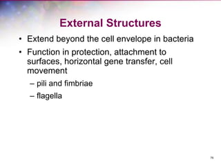 79
External Structures
• Extend beyond the cell envelope in bacteria
• Function in protection, attachment to
surfaces, horizontal gene transfer, cell
movement
– pili and fimbriae
– flagella
 