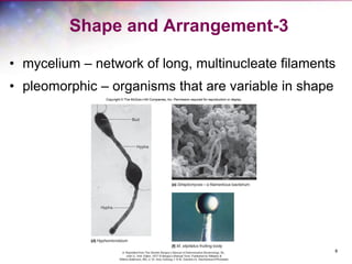 8
Shape and Arrangement-3
• mycelium – network of long, multinucleate filaments
• pleomorphic – organisms that are variable in shape
 