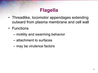 81
Flagella
• Threadlike, locomotor appendages extending
outward from plasma membrane and cell wall
• Functions
– motility and swarming behavior
– attachment to surfaces
– may be virulence factors
 