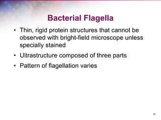 82
Bacterial Flagella
• Thin, rigid protein structures that cannot be
observed with bright-field microscope unless
specially stained
• Ultrastructure composed of three parts
• Pattern of flagellation varies
 