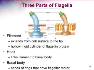 84
Three Parts of Flagella
• Filament
– extends from cell surface to the tip
– hollow, rigid cylinder of flagellin protein
• Hook
– links filament to basal body
• Basal body
– series of rings that drive flagellar motor
 