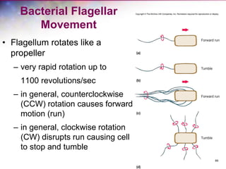 89
Bacterial Flagellar
Movement
• Flagellum rotates like a
propeller
– very rapid rotation up to
1100 revolutions/sec
– in general, counterclockwise
(CCW) rotation causes forward
motion (run)
– in general, clockwise rotation
(CW) disrupts run causing cell
to stop and tumble
 